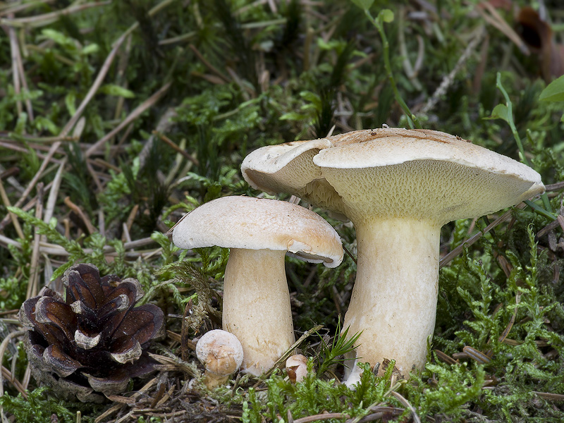 Suillus bovinus